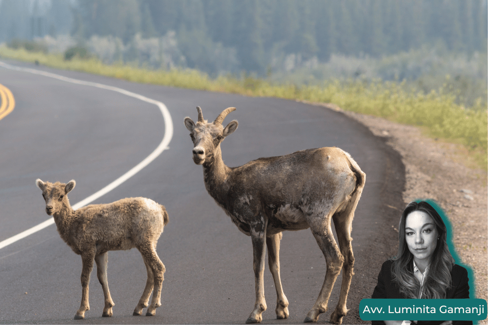 incidente con animale selvatico